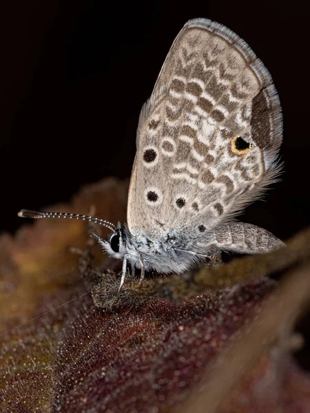 Adulto Cramer Scrub Hairstreak Borboleta Espécie Strymon Bubastus — Fotografia de Stock