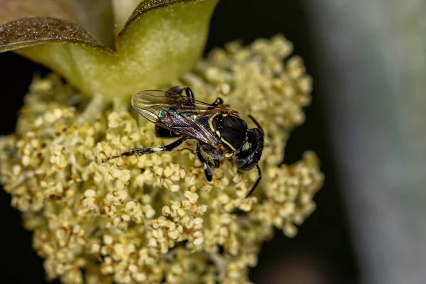 Erwachsene Stachellose Biene Der Gattung Paratrigona Auf Der Blüte Der — Stockfoto