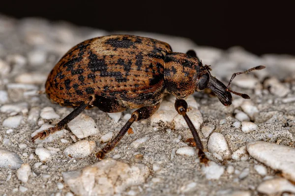 Vrai Méchant Adulte Famille Des Curculionidae — Photo