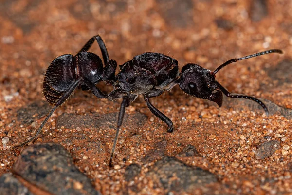 Felnőtt Női Ektatomin Királynő Ant Genus Ectatomma — Stock Fotó