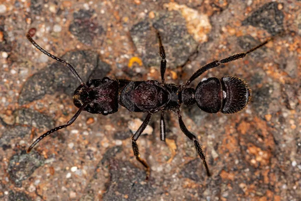 Adult Female Ectatommine Queen Ant Genus Ectatomma — Stock Photo, Image