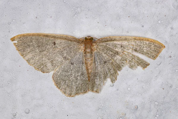 Adult Geometer Moth Family Geometridae — Stock Photo, Image