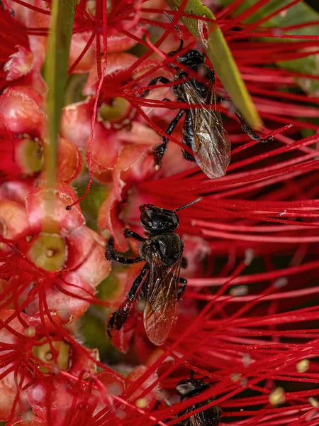 Adult Stingless Bee of the Genus Trigona in a bottle brush red flower