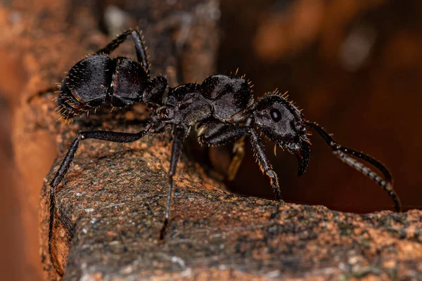 Adult Female Ectatommine Ant Genus Ectatomma — Stock Photo, Image