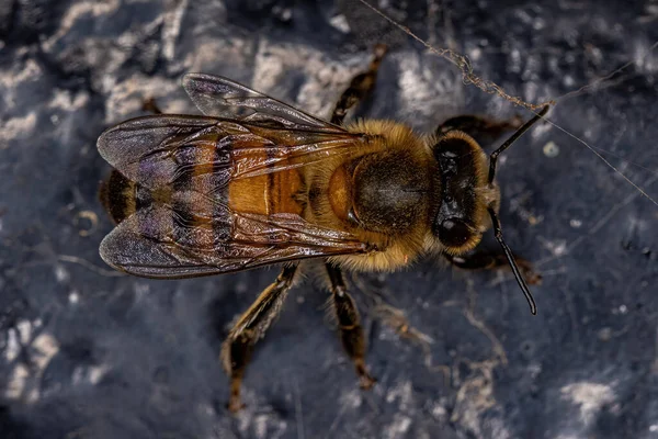 成年雌性西方蜜蜂 Apis Mellifea — 图库照片