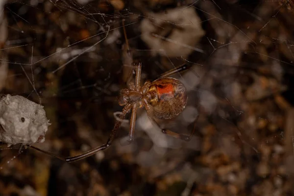 Female Adult Brown Widow Spider Species Latrodectus Geometricus Fying Adult — стокове фото
