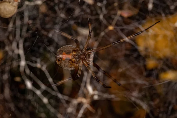 Female Adult Brown Widow Spider of the species Latrodectus geometricus preying on a Adult Female Western Honey Bee of the species Apis mellifera