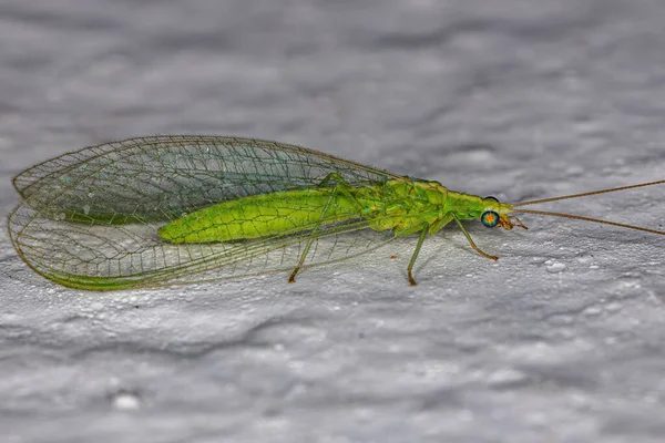 Adult Typical Green Lacewing Genus Ceraeochrysa — Stock Photo, Image