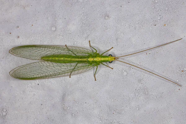 Ceraeochrysa Nemhez Tartozó Fajták Tipikus Zöld Szegélyezése — Stock Fotó