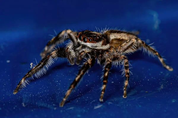 Adulto Masculino Cinzento Parede Saltando Aranha Espécie Menemerus Bivittatus — Fotografia de Stock