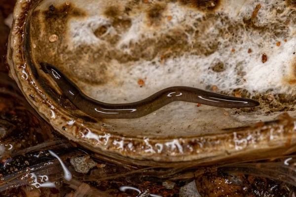 Small Land Planarian Animal Family Geoplanidae — стокове фото