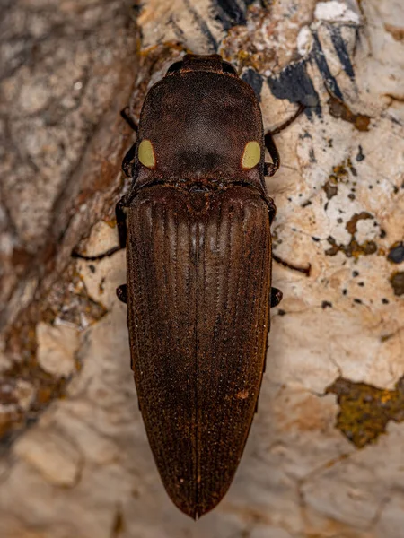 Genus Pyrophorus Adult Fire Click Beetle — 스톡 사진