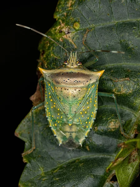 成虫白色斑点Arvelius臭虫 Arvelius Albopunctatus — 图库照片