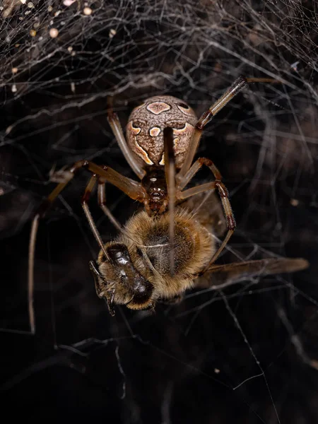 Vrouwelijke Volwassen Bruine Weduwe Spin Van Soort Latrodectus Geometricus Die — Stockfoto