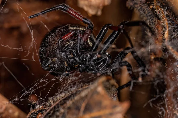 Falso Ragno Vedova Adulta Del Genere Steatoda — Foto Stock