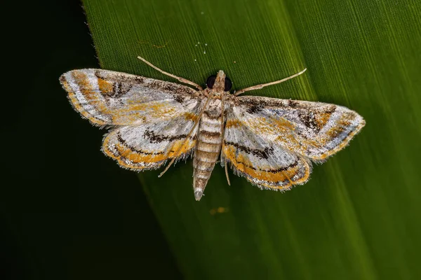 Ενηλίκων Crambid Moth Της Οικογένειας Crambidae — Φωτογραφία Αρχείου