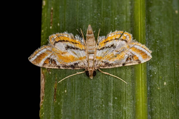 Dospělí Crambid Moth Čeledi Crambidae — Stock fotografie