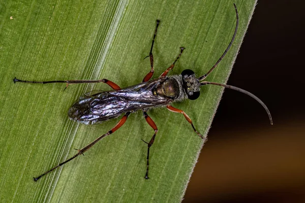 Pompilidae Ailesinin Yetişkin Örümcek Arısı — Stok fotoğraf