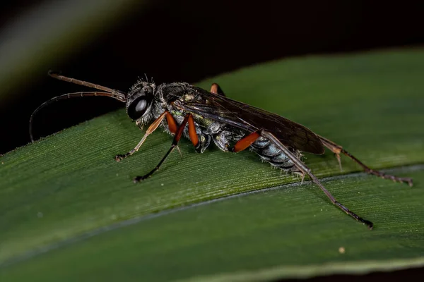 Adult Spider Wasp Family Pompilidae — Stock Photo, Image
