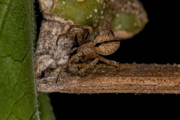 Small Classic Orbweaver Genus Eustala — стоковое фото