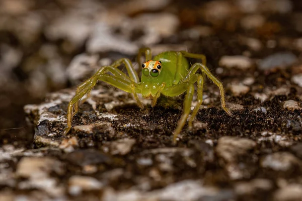 Ενηλίκων Γυναίκα Διαφανές Πράσινο Άλμα Αράχνη Του Genus Lyssomanes — Φωτογραφία Αρχείου
