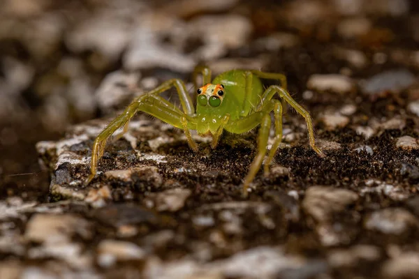 Felnőtt Áttetsző Zöld Ugró Pók Genus Lyssomanes — Stock Fotó