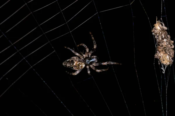 Small Trashline Orbweaver Spider Genus Cyclosa — стокове фото