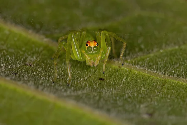 Adulto Feminino Translúcido Verde Saltando Aranha Gênero Lissomanes — Fotografia de Stock
