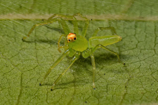 Adulto Hembra Verde Translúcido Salto Araña Del Género Lissomanes — Foto de Stock