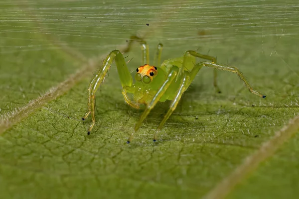 Adult Female Translucent Green Jumping Spider Genus Lyssomanes — Stock Photo, Image