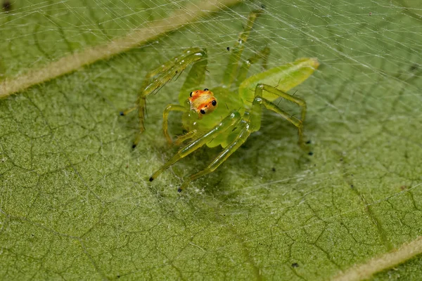 Adult Female Translucent Green Jumping Spider Genus Lyssomanes — Stockfoto