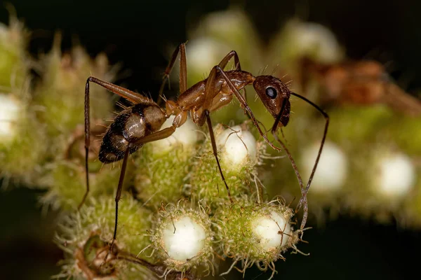 Adulto Feminino Carpinteiro Formiga Gênero Camponotus — Fotografia de Stock