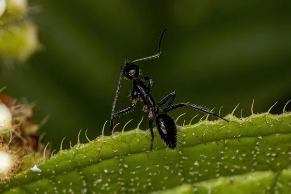 Camponotus Cinsinin Yetişkin Kadın Marangozu Karınca — Stok fotoğraf