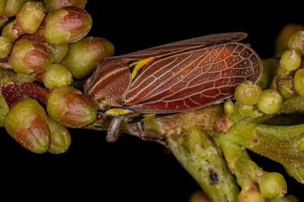 Aetalionid Treehopperの成虫 Aetalion Reticatum — ストック写真