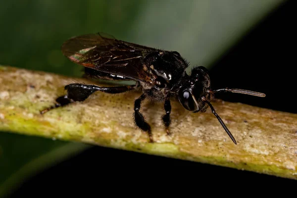 Abelha Sem Ferrão Adulta Gênero Partamona — Fotografia de Stock