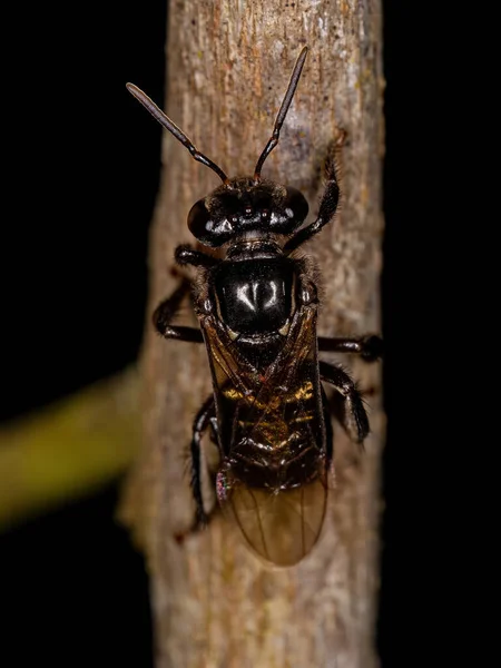 Ενηλίκων Stingless Bee Genus Partamona — Φωτογραφία Αρχείου