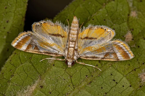 Adulte Crambid Moth Famille Des Crambidae — Photo