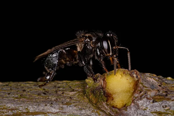 Ausgewachsene Stachellose Biene Der Gattung Partamona — Stockfoto