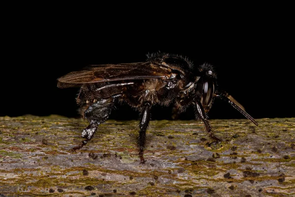 Abeja Adulta Sin Aguijón Del Género Partamona — Foto de Stock