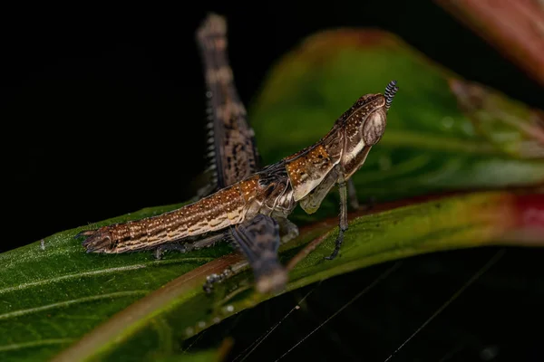 Scimmia Grasshopper Ninfa Della Famiglia Eumastacidae — Foto Stock
