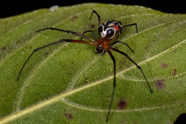 Small Orchard Spider Genus Leucauge — Stock Photo, Image