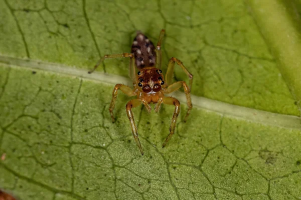 Noegus Cinsinden Atlayan Yetişkin Erkek Örümcek — Stok fotoğraf