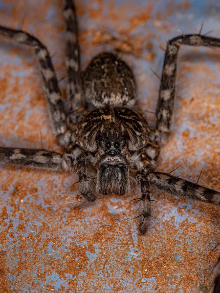 Adulte Weibliche Trechaleid Spinne Der Familie Trechaleidae — Stockfoto