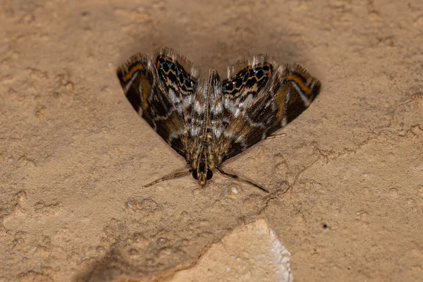 Vuxen Crambid Moth Family Crambidae — Stockfoto