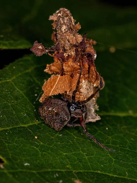 주머니 모체에 Genus Parawixia 의작은 Orbweaver Spider Family Psychidae — 스톡 사진