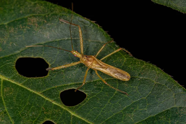 Adult Assassin Bug Van Stam Harpactorini — Stockfoto