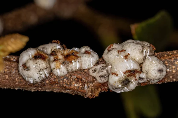 Genus Wasmanniaの成人高等微生物アリ — ストック写真