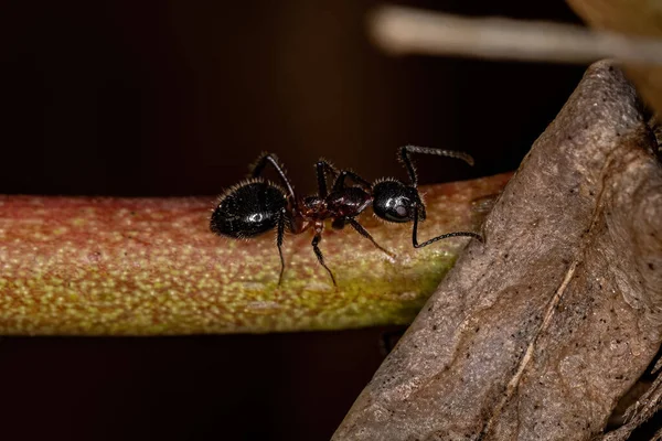 Adult Odorous Ant of the genus Dolichoderus