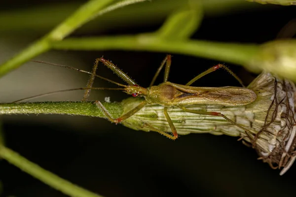 Adult Assassin Bug Rodzaju Atopozelus — Zdjęcie stockowe
