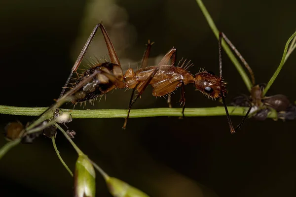 Ausgewachsene Zimmermannsmeise Der Gattung Camponotus — Stockfoto